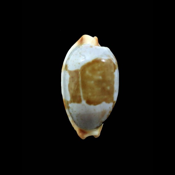stolida 30,0mm JAPAN