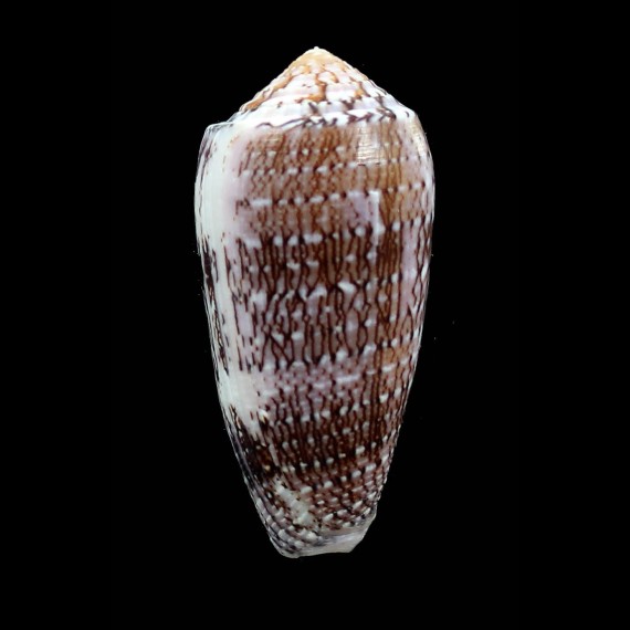 floccatus 65,0mm SPECIAL