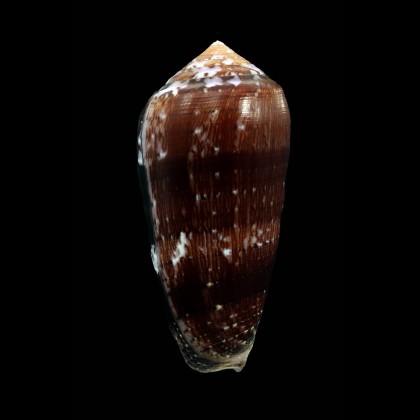 floccatus 68,5mm DARK