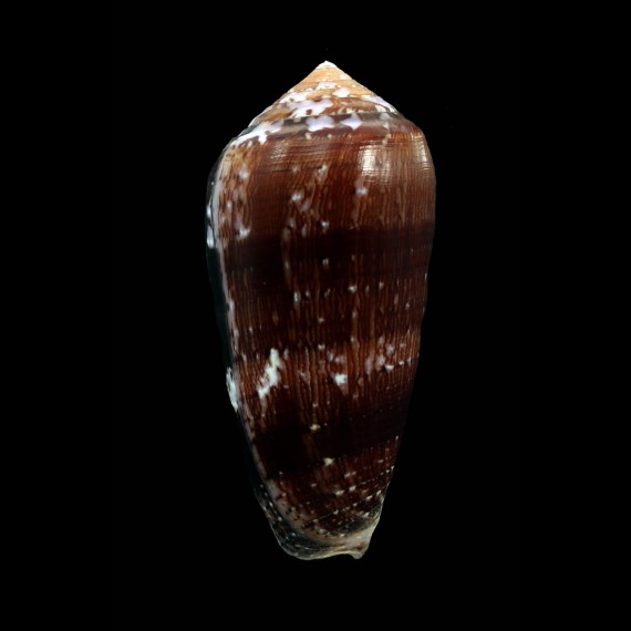 floccatus 68,5mm DARK