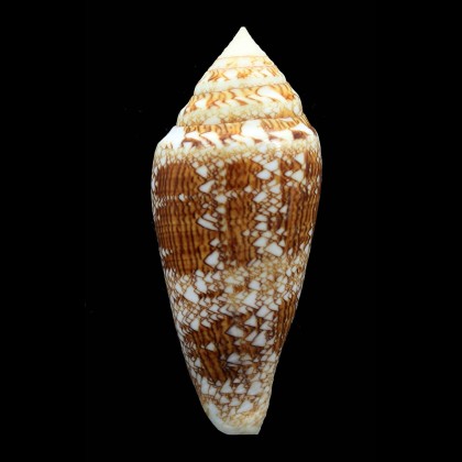telatus 81,2mm GIANT