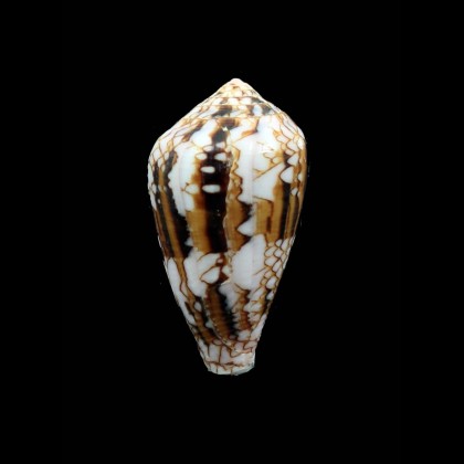retifer 48,0mm BIG