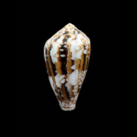retifer 48,0mm BIG