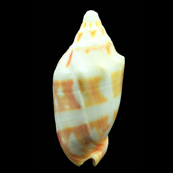 deshayesi 96,0mm GIANT