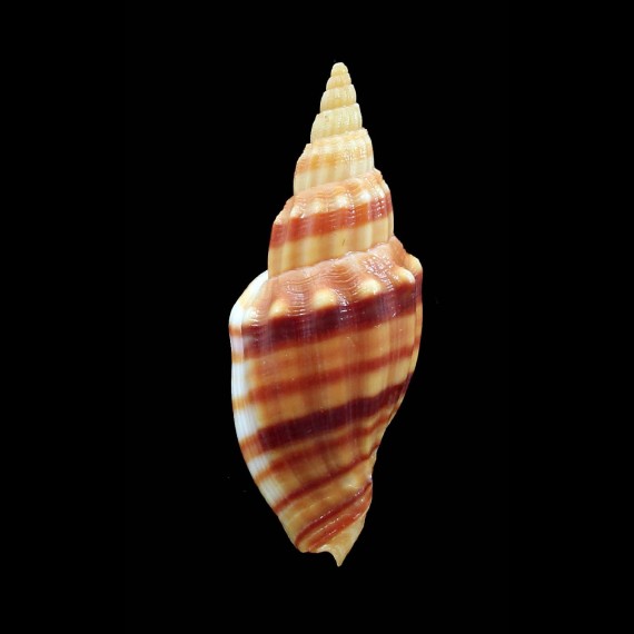 aikeni inhacaensis 50,0mm SPLENDID