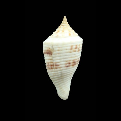 pagoda 49,5mm MONSTER