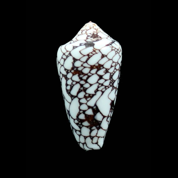 bratcherae 49,6mm UNCOMMON