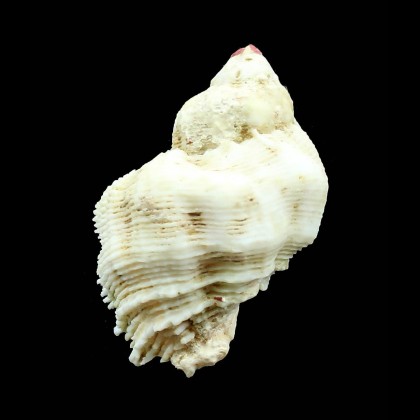 galea 55,3mm WRS