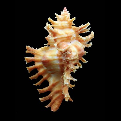 huttoniae 68,2mm SUPERB
