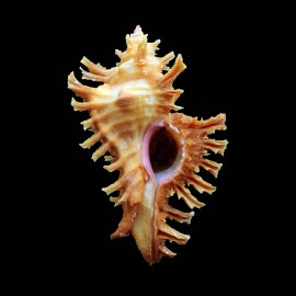 huttoniae 68,2mm SUPERB