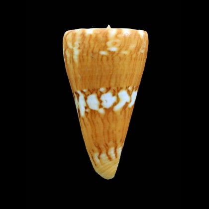 riosi 57,8mm