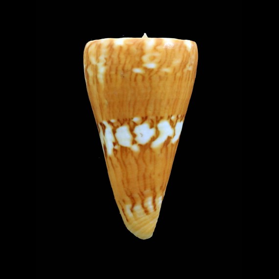 riosi 57,8mm