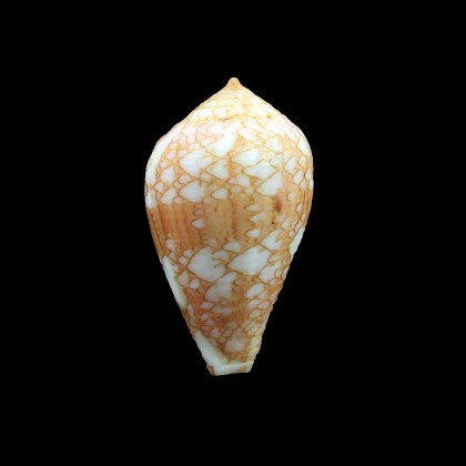 retifer 36,0mm