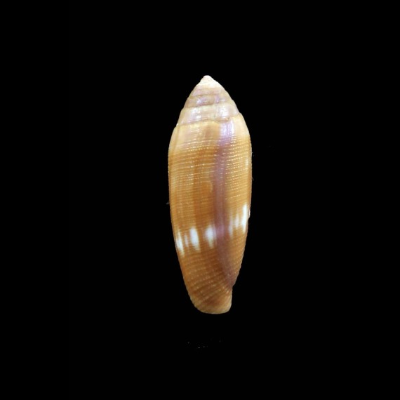 pomareae 32,0mm UNCOMMON
