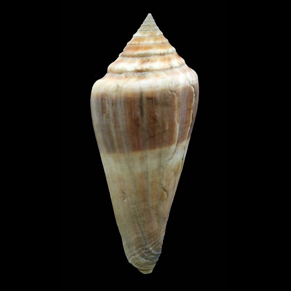 profundorum 108,0mm