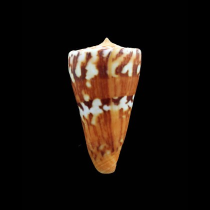 jacquescolombi 49,6mm EXCEPTIONAL