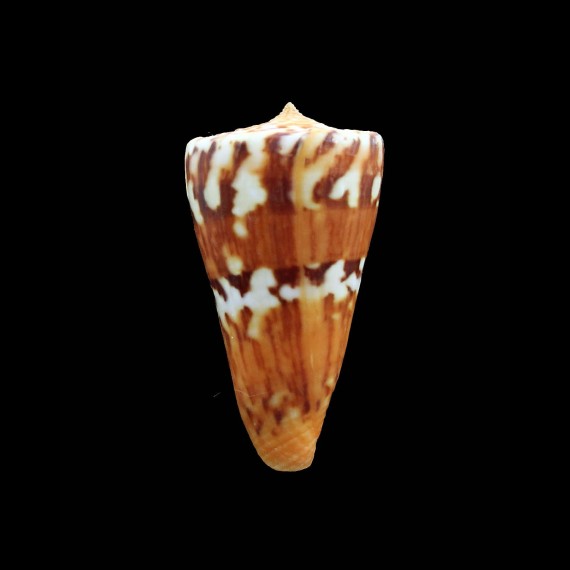 jacquescolombi 49,6mm EXCEPTIONAL