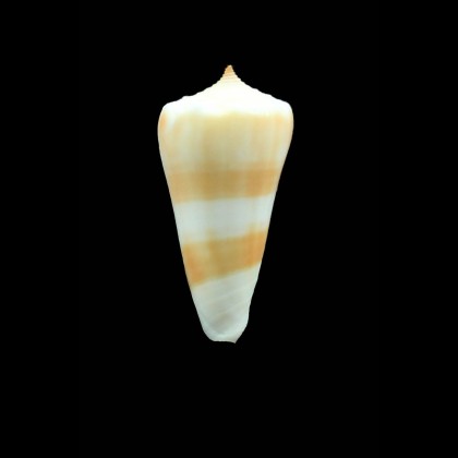 kiicumulus 38,0mm