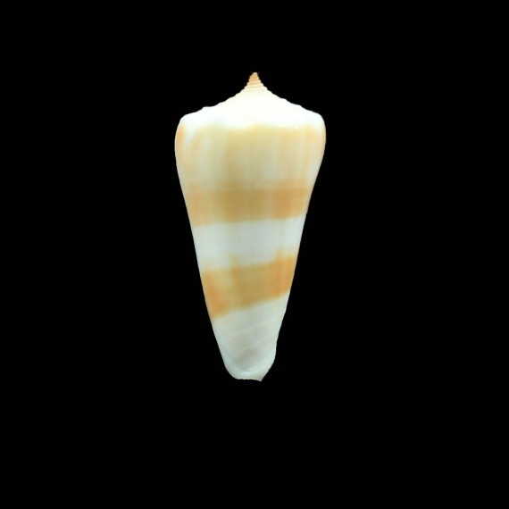 kiicumulus 38,0mm