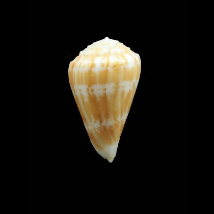 minnamura 30,0mm RARE