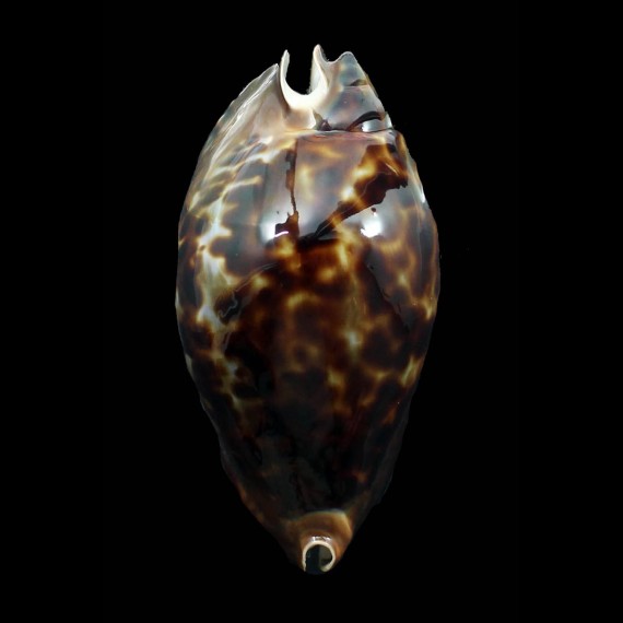 friendii 97,0mm
