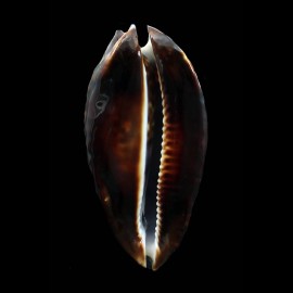 friendii 97,0mm