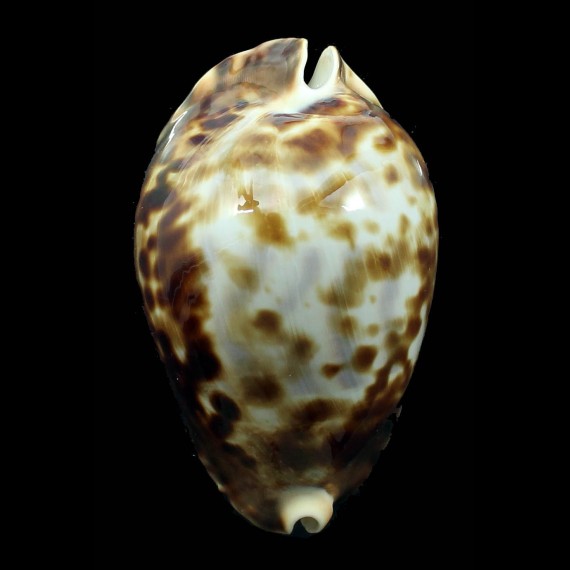 vercoi insulata 89,0mm BIG
