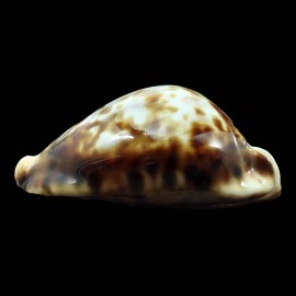 vercoi insulata 89,0mm BIG