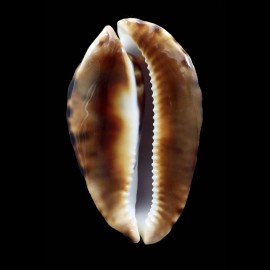 vercoi insulata 89,0mm BIG