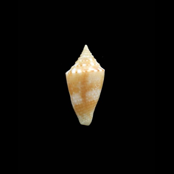 portobelensis 21,0mm