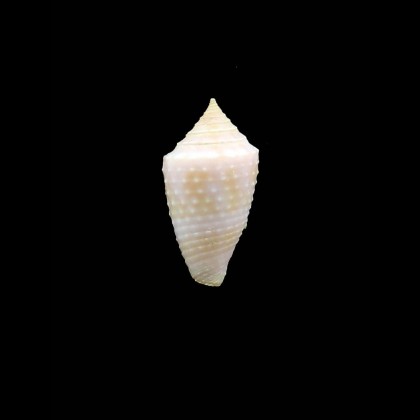 prugnaudorum 22,0mm RARITY