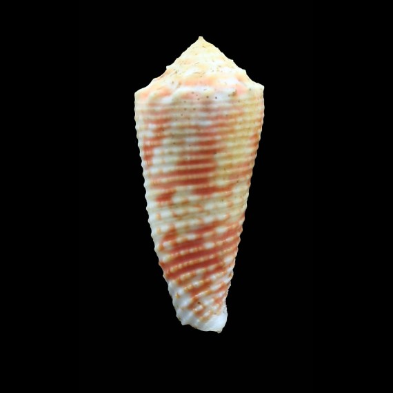 vappereaui 52,9mm RARITY