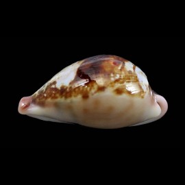hirasei 49,0mm EXCEPTIONAL