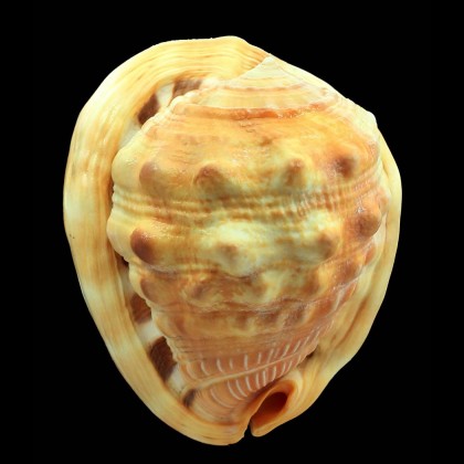 rufa 123,0mm GERONTIC