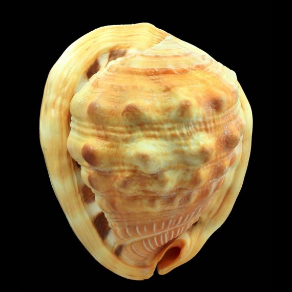 rufa 123,0mm GERONTIC