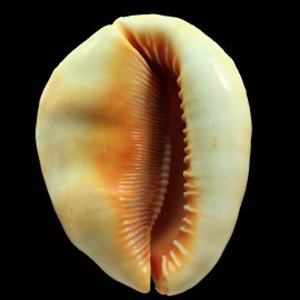 rufa 123,0mm GERONTIC