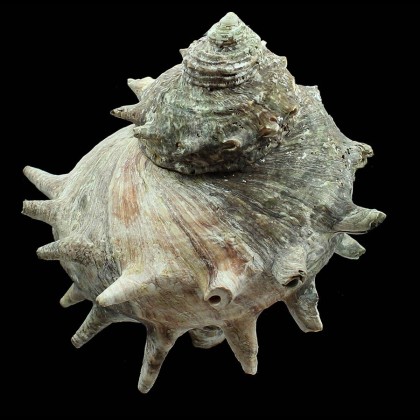 cornutus 135,0mm MONSTER