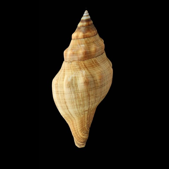 lyonsi 153,0mm