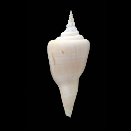 serotinus 71,5mm