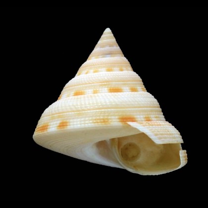 gotoi 45,0mm SUPERB