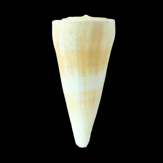 tribbllei queenslandis 125,1mm MONSTER