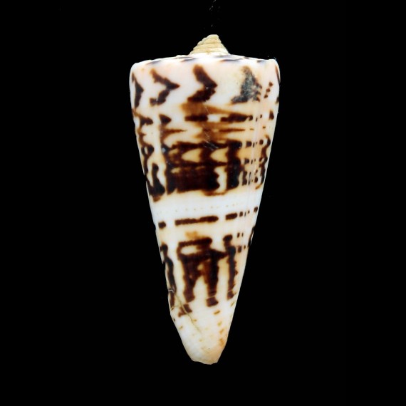 monile 57,0mm