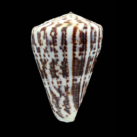 pulcher byssinus 66,0mm
