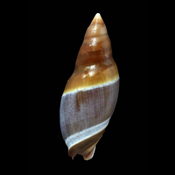 hilgendorfi 62,5mm