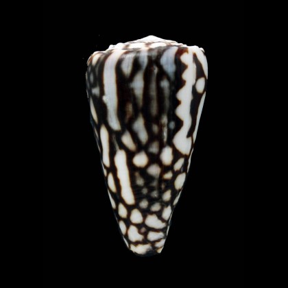 marmoreus crosseanus 51,1mm