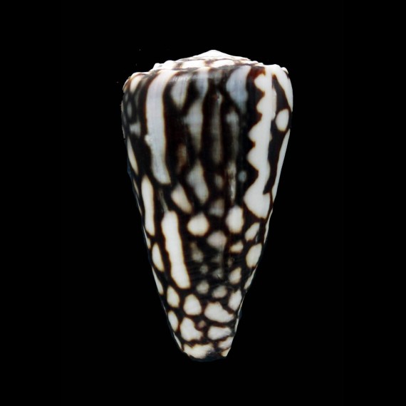 marmoreus crosseanus 51,1mm