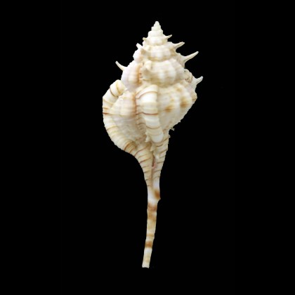 dolichourus 74,5mm RARE