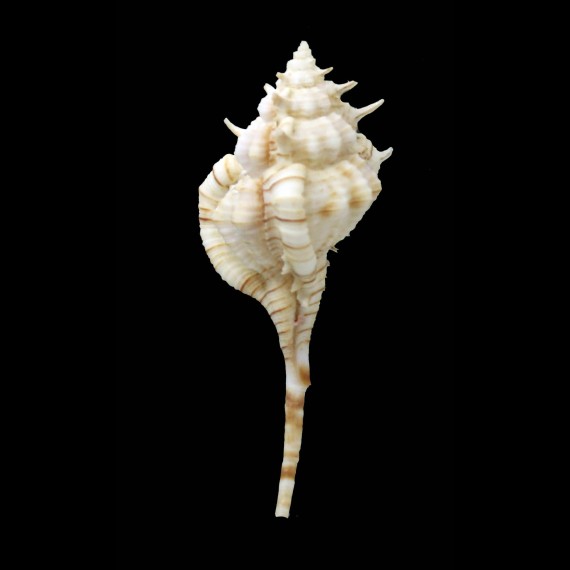 dolichourus 74,5mm RARE
