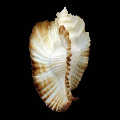 bednalli 69,0mm SUPERB