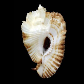 bednalli 69,0mm SUPERB